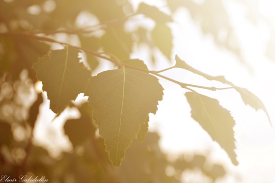 Природа: Листья...