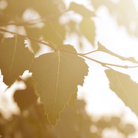 Природа: Листья...